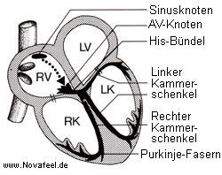 Herz: Reizbildung und Reizweiterleitung