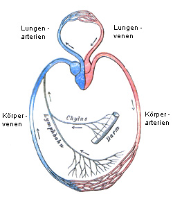 Blutkreislauf und Lympfbahn