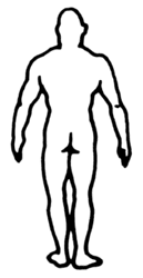 Endomorph